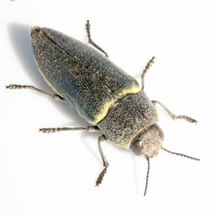 Hippomelas planicauda