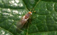 Metaphycus punctipes