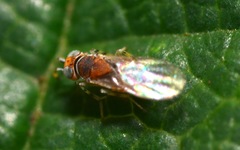 Metaphycus punctipes