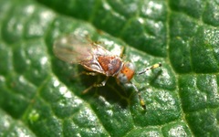 Metaphycus punctipes