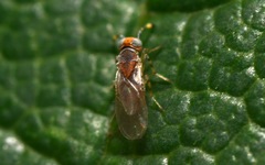 Metaphycus punctipes