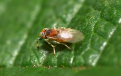 Metaphycus punctipes