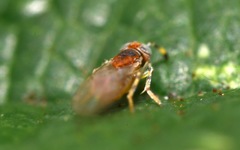 Metaphycus punctipes