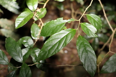 Alangium villosum