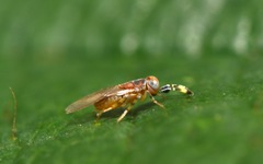 Metaphycus punctipes