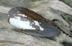 Elliptio fisheriana