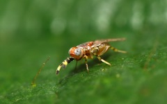 Metaphycus punctipes