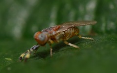 Metaphycus punctipes