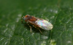 Metaphycus punctipes