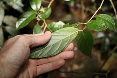 Alangium villosum