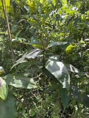 Miconia impetiolaris