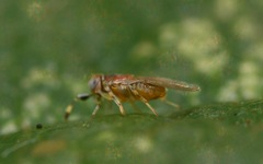 Metaphycus punctipes