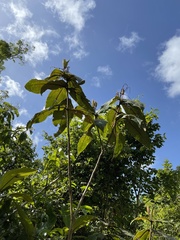 Miconia impetiolaris