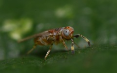 Metaphycus punctipes