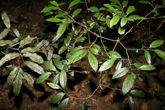 Alangium villosum
