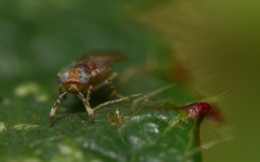 Metaphycus punctipes