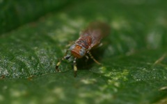 Metaphycus punctipes