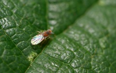 Metaphycus punctipes