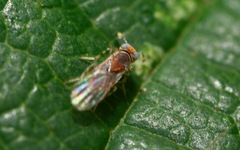 Metaphycus punctipes