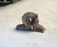 Catocala coccinata