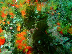 Exallosorus harveyanus