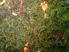 Exallosorus harveyanus