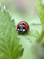 Coccinella septempunctata