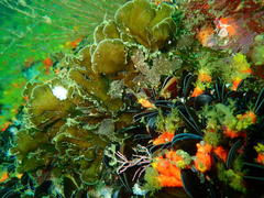 Exallosorus harveyanus