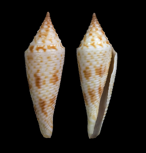 Conus aculeiformis, 2016-02-15