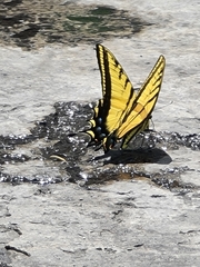 Papilio multicaudata multicaudata