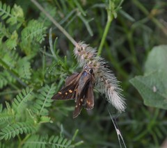 Lon melane vitellina