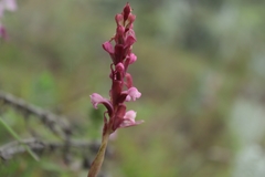 Satyrium nepalense