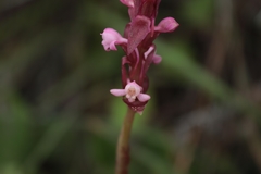 Satyrium nepalense