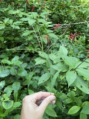 Digitaria horizontalis