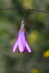 Ixia sobolifera carnea