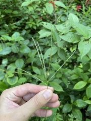 Digitaria horizontalis