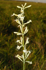 Silene multiflora