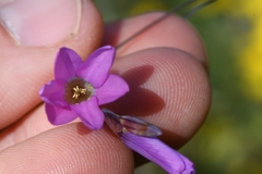 Ixia sobolifera carnea