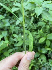 Digitaria horizontalis