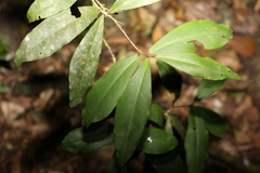 Myrsine subsessilis