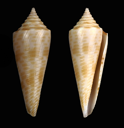 Conus aculeiformis, 2014-09-15