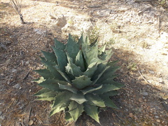 Agave wocomahi