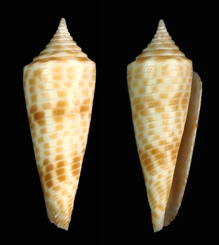Conus aculeiformis, 2014-09-15
