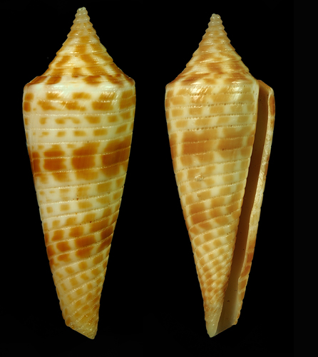 Conus aculeiformis, 2017-01-10