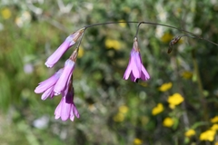 Ixia sobolifera carnea