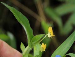 Commelina africana krebsiana