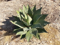Agave wocomahi