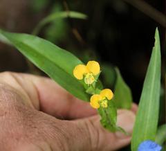 Commelina africana krebsiana