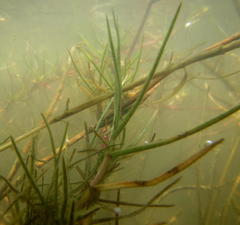 Paspalum vaginatum