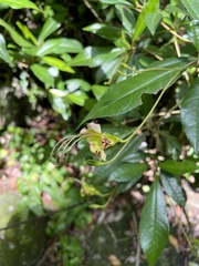 Gesneria pedunculosa